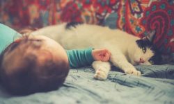 Dog-Cat-And-Baby-How-To-Prepare-Well-For-Cohabitation