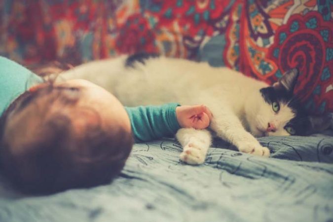 Dog, Cat And Baby: How To Prepare Well For Cohabitation?
