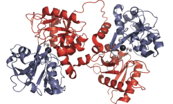 What Is Transferrin And What Are Its Normal Levels?