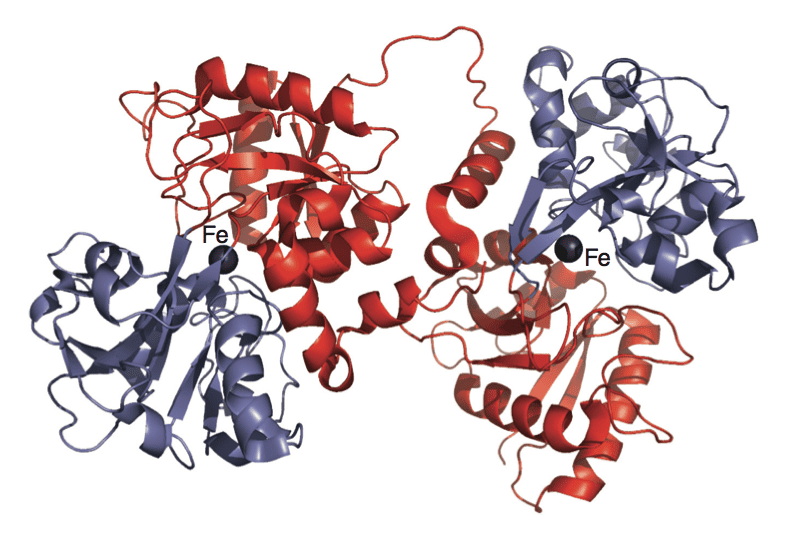 What Is Transferrin And What Are Its Normal Levels?