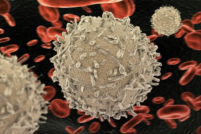 What are lymphocytes, and how do they work?