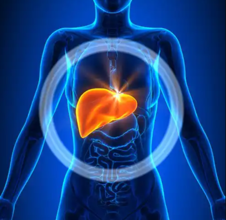 The liver, a key organ