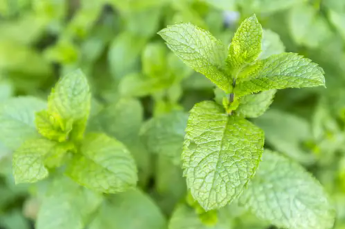 7 Medicinal Properties Of Mint