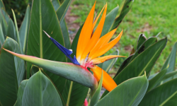 Bird of paradise plant: characteristics and care