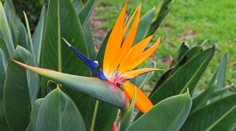 Bird Of Paradise Plant: Characteristics And Care