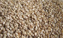 Properties Of Sesame Seeds