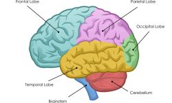 The Brain: What Are The Main Parts And Functions?