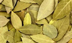 11 Properties Of Bay Leaves That You Did Not Know