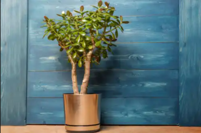 Jade Plant: How To Care For The Mini Tree Of Good Luck?