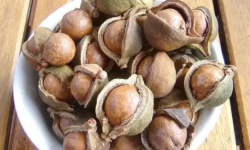 5 Benefits Of Macadamia Nuts